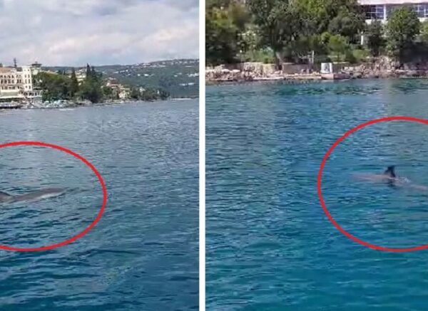 Dupini-Opatija morski hr