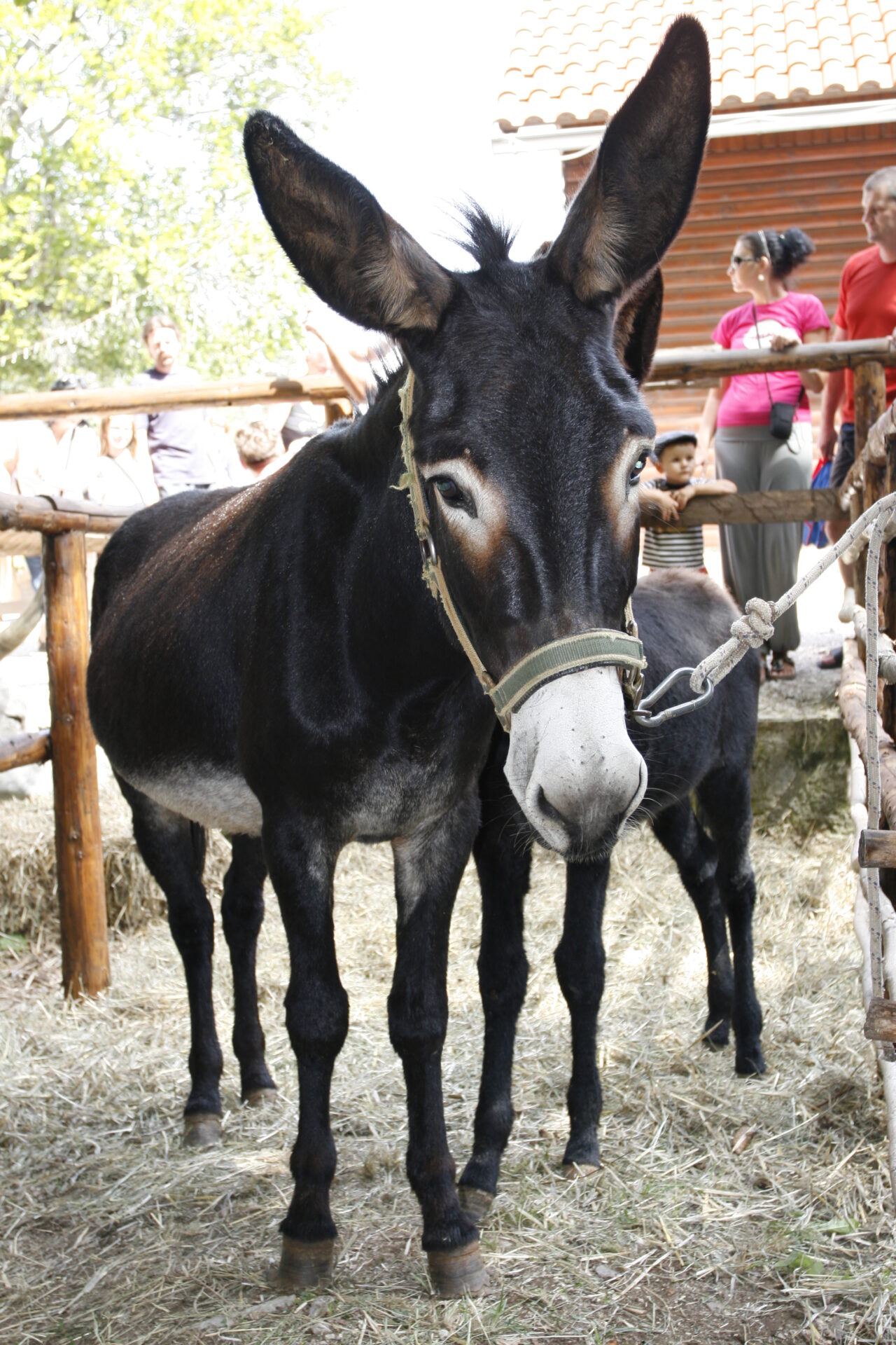UckarskiSajam_004 UckarskiSajam_004