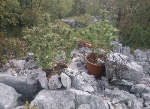 konoplja marihuana trava3
