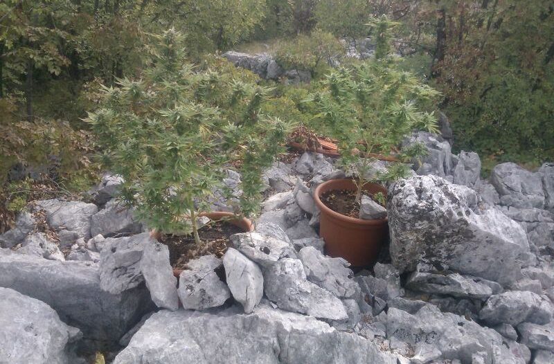 konoplja marihuana trava3 konoplja marihuana trava3