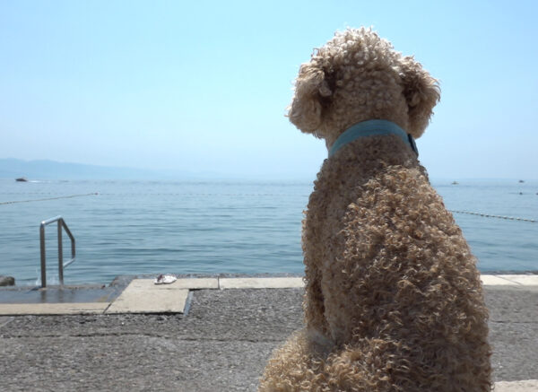 opatija plaža za pse slatina Kanal ri 2023 12
