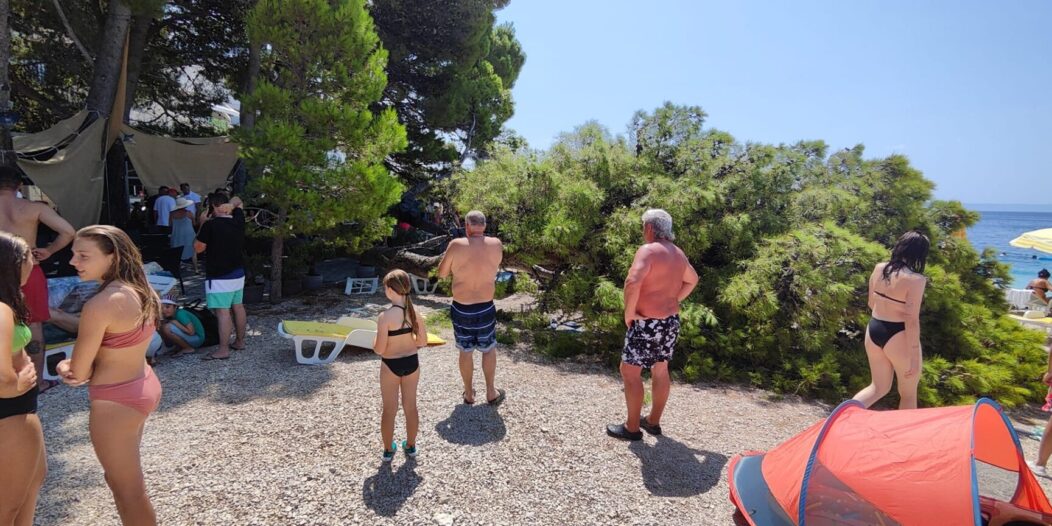 stablo baška voda stablo baška voda