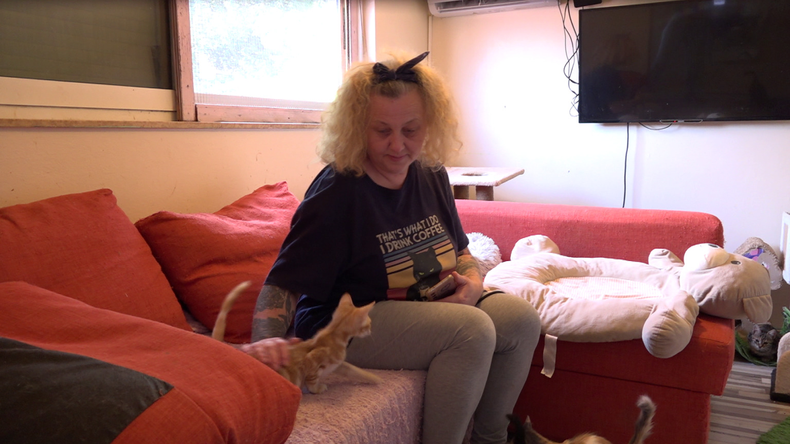 danijela knezevic macke kitten safe house (15)