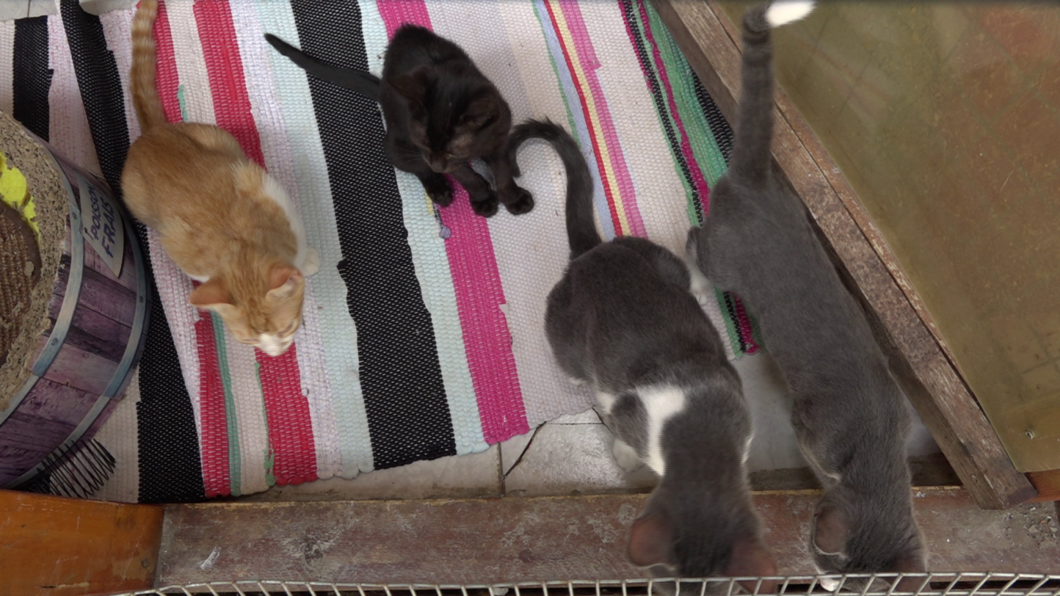 danijela knezevic macke kitten safe house (17)