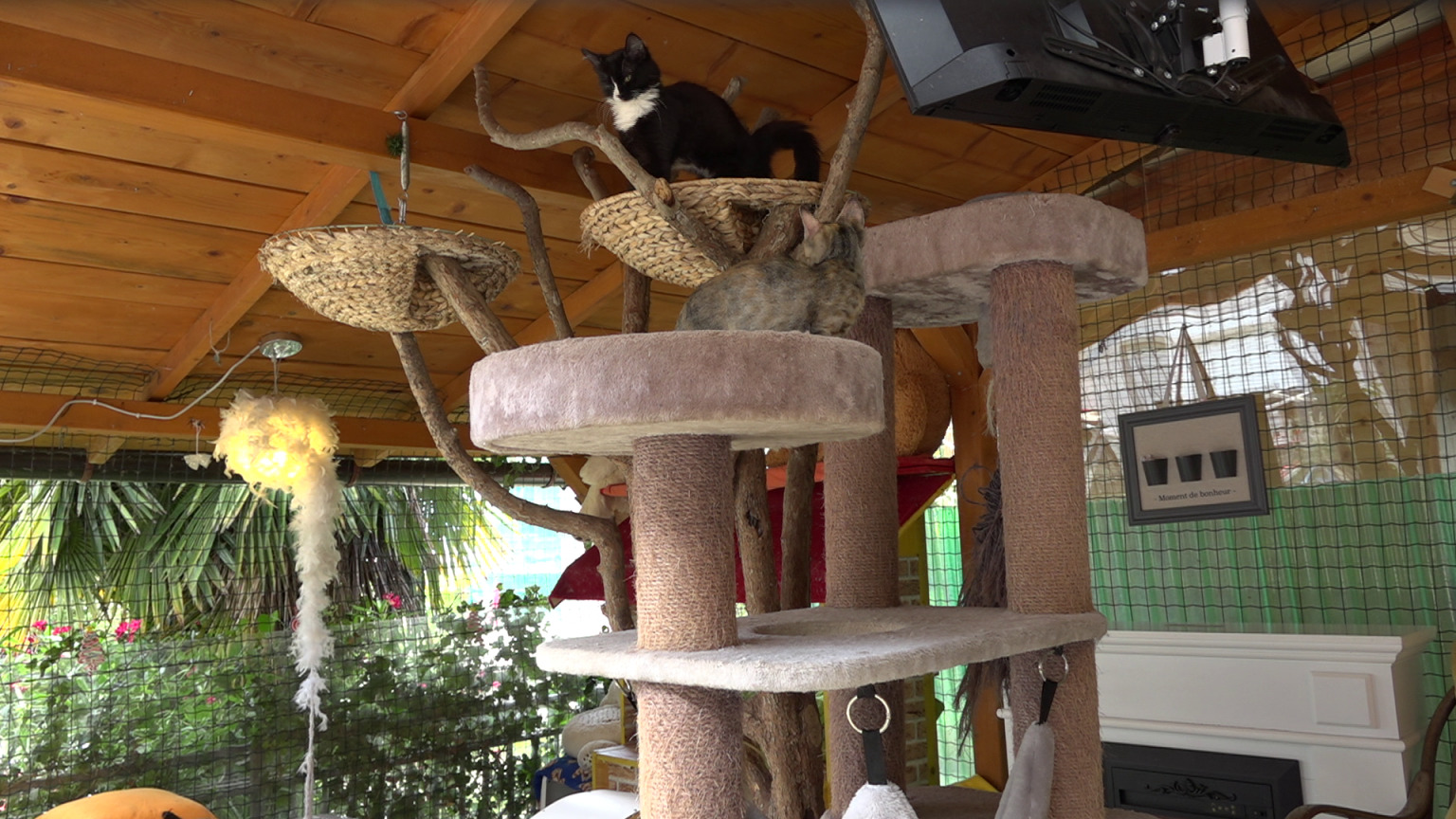 danijela knezevic macke kitten safe house (18)