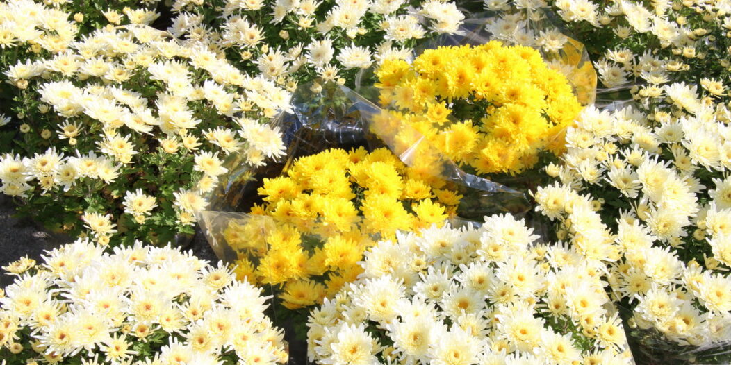 Blagdan-svih-svetih-na-groblju-Drenova-4 Blagdan-svih-svetih-na-groblju-Drenova-4