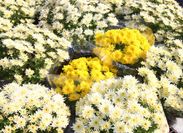 Blagdan-svih-svetih-na-groblju-Drenova-4