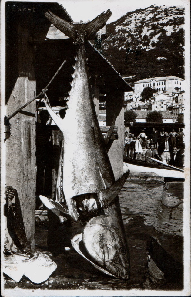 Tuna