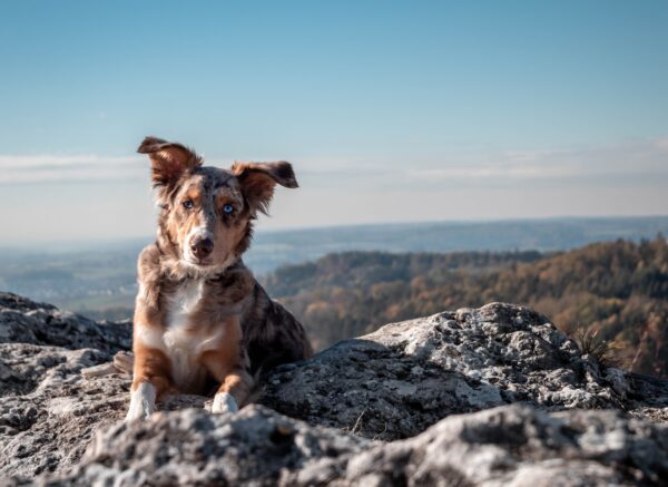 pas brdo sara-kurfess-unsplash