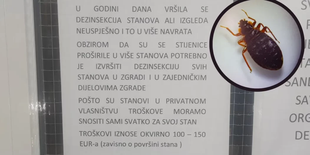 stjenice neboder rtl stjenice neboder rtl
