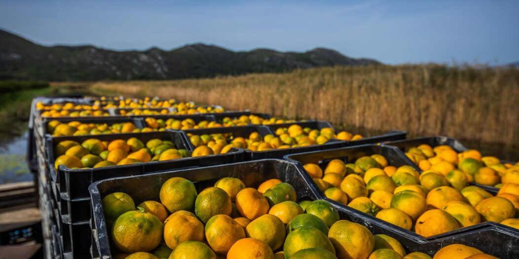 Berba mandarina u dolini Neretve: Urod je rekordan, ali proizvođače muči niska cijena Berba mandarina u dolini Neretve: Urod je rekordan, ali proizvođače muči niska cijena