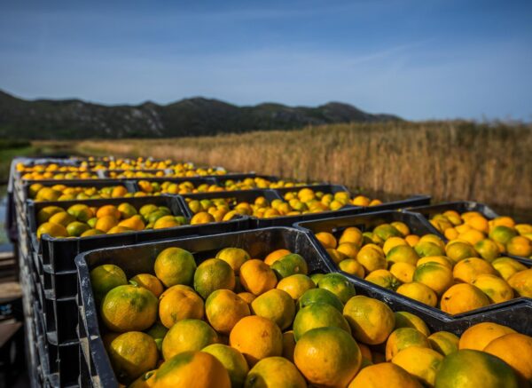 Berba mandarina u dolini Neretve: Urod je rekordan, ali proizvođače muči niska cijena