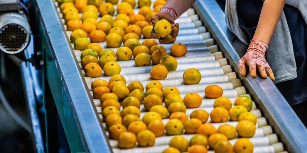 Opuzen: Otkupni centar EnnaFruit koji otkupljuje mandarine od okolnih OPG-ova Opuzen: Otkupni centar EnnaFruit koji otkupljuje mandarine od okolnih OPG-ova