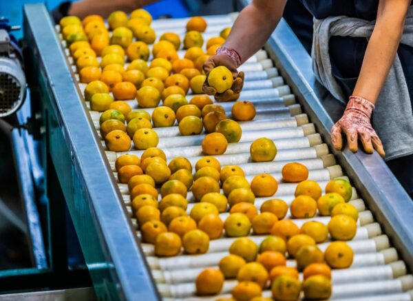 Opuzen: Otkupni centar EnnaFruit koji otkupljuje mandarine od okolnih OPG-ova