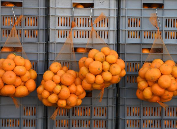 Prodavači mandarina iz doline Neretve stigli u Šibenik