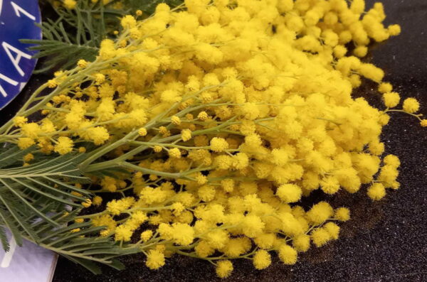 Dan-mimoza