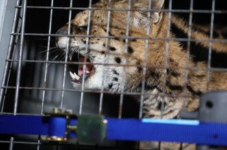 Zelin Mrzlovodički: Serval ulovljen u podrumu kuće Zelin Mrzlovodički: Serval ulovljen u podrumu kuće