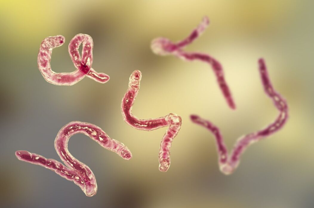 ancylostoma-hookworm–illust ancylostoma-hookworm–illust