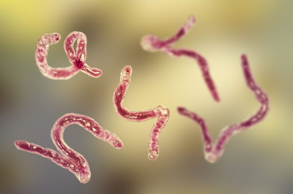 ancylostoma-hookworm–illust