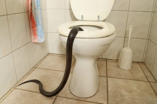 snake-in-toilet-bowl