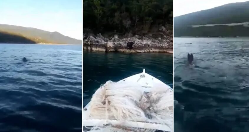 MEDO DUĆAN MEDO DUĆAN