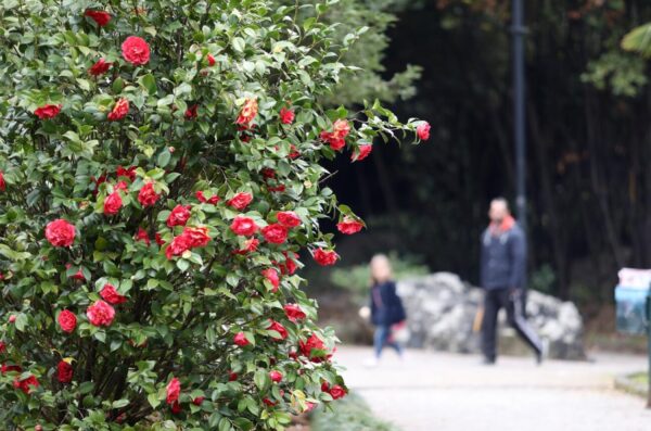 Opatija: Otvorena 13. izložba kamelija
