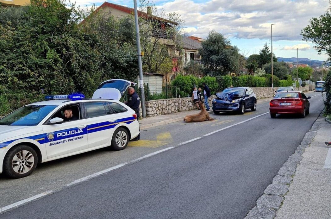 jelen kozala jelen kozala
