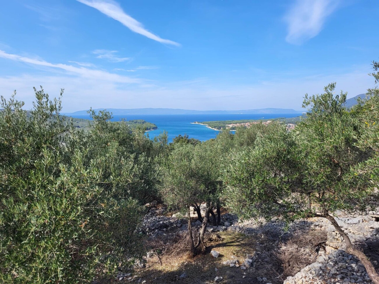 Cres_maslinici
