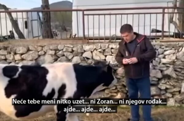 butković s kravom