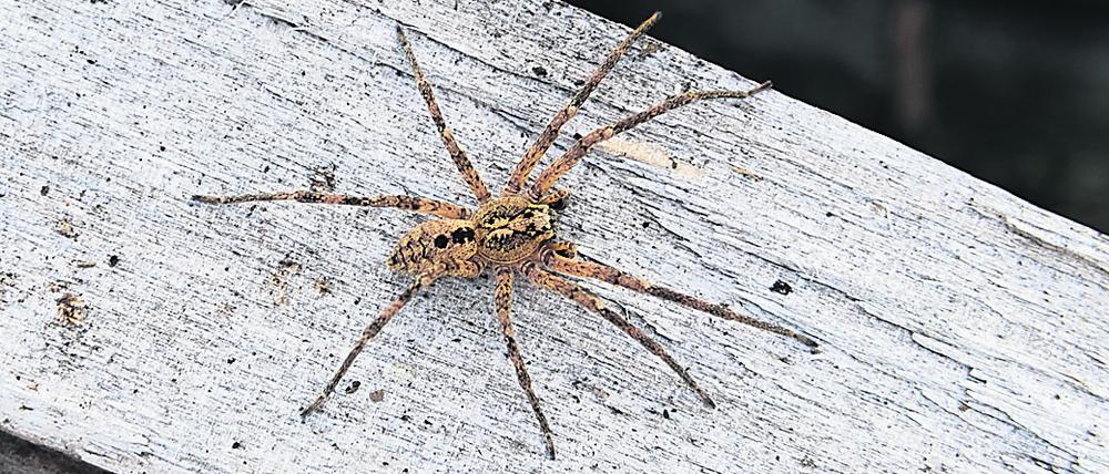 nosferatu-spinne nosferatu-spinne