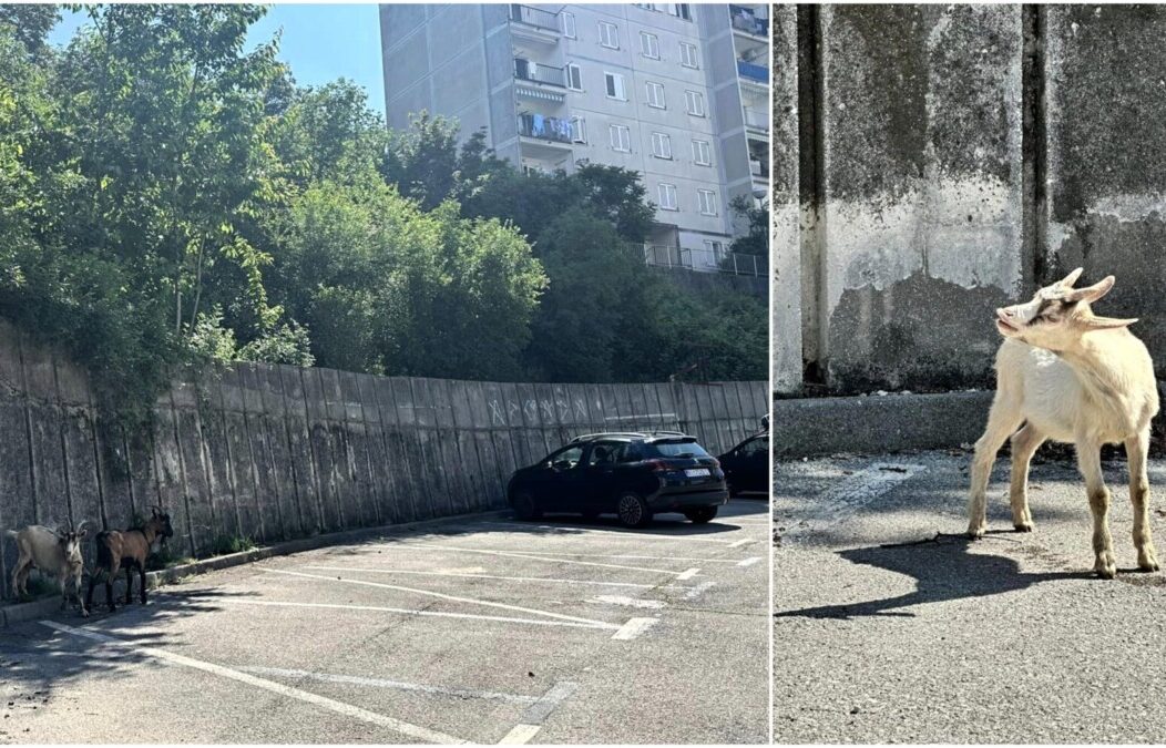 KOZE ŠKURINJE NASLOVNA KOZE ŠKURINJE NASLOVNA