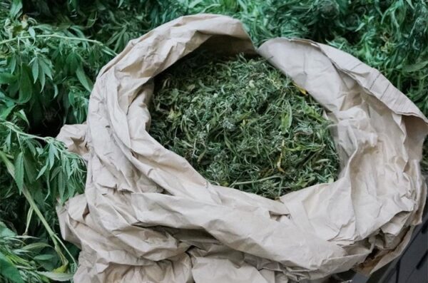 Marihuana