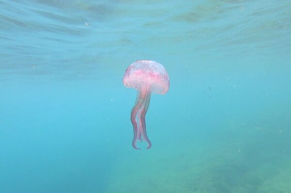meduza