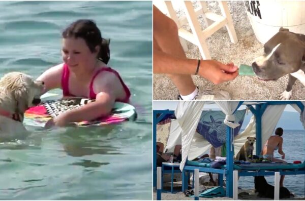 PLAŽA ZA PSE VRIKVENICA NASLOVNA