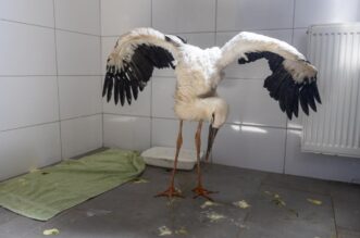 Zoološki vrt u Osijeku spašava rode koje su ozlijeđene tijekom nevremena Zoološki vrt u Osijeku spašava rode koje su ozlijeđene tijekom nevremena