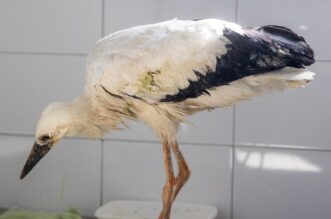 Zoološki vrt u Osijeku spašava rode koje su ozlijeđene tijekom nevremena Zoološki vrt u Osijeku spašava rode koje su ozlijeđene tijekom nevremena
