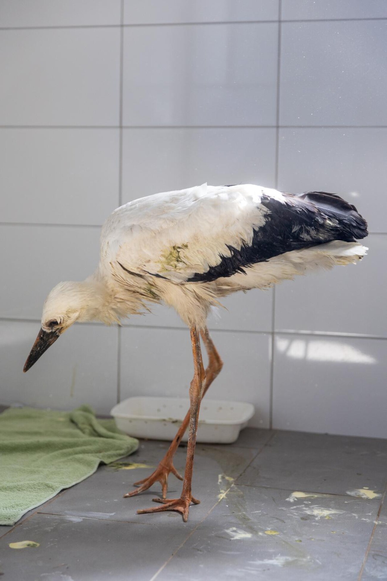 Zoološki vrt u Osijeku spašava rode koje su ozlijeđene tijekom nevremena Zoološki vrt u Osijeku spašava rode koje su ozlijeđene tijekom nevremena