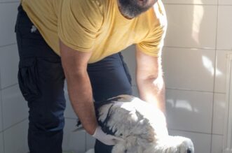 Zoološki vrt u Osijeku spašava rode koje su ozlijeđene tijekom nevremena Zoološki vrt u Osijeku spašava rode koje su ozlijeđene tijekom nevremena