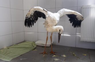 Zoološki vrt u Osijeku spašava rode koje su ozlijeđene tijekom nevremena Zoološki vrt u Osijeku spašava rode koje su ozlijeđene tijekom nevremena