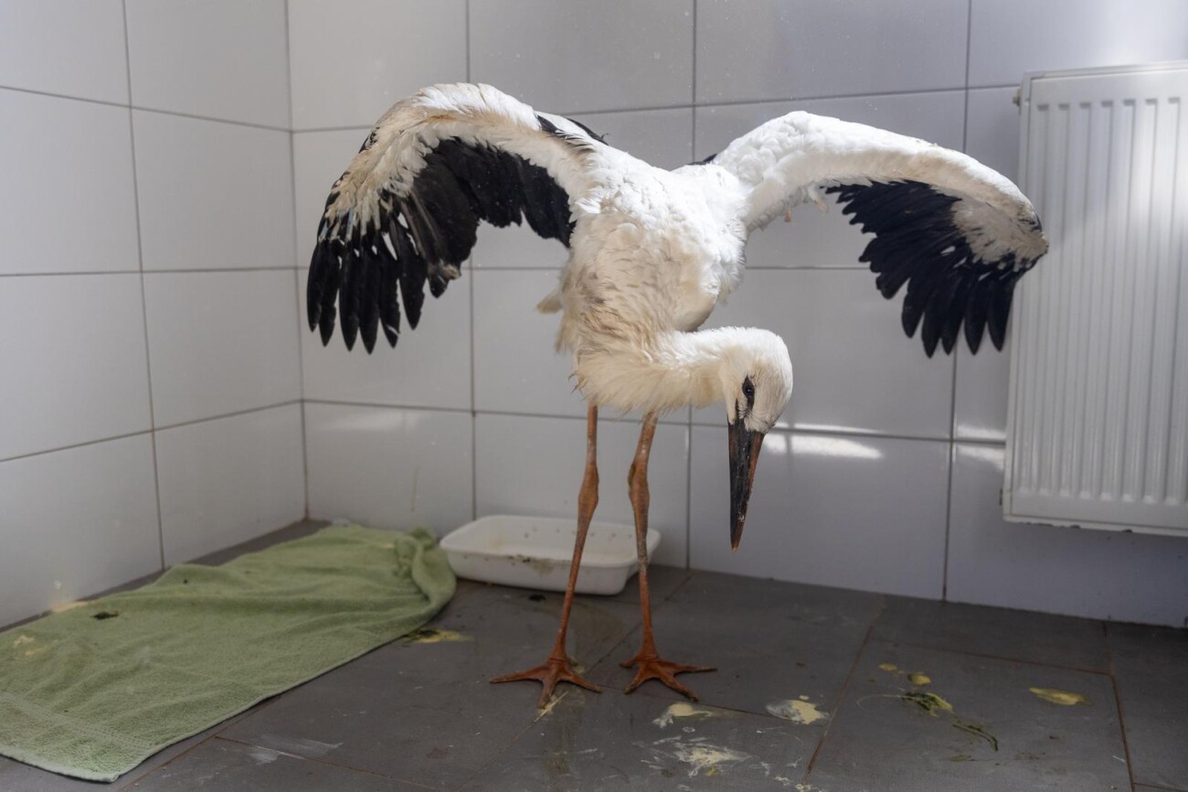 Zoološki vrt u Osijeku spašava rode koje su ozlijeđene tijekom nevremena Zoološki vrt u Osijeku spašava rode koje su ozlijeđene tijekom nevremena