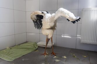 Zoološki vrt u Osijeku spašava rode koje su ozlijeđene tijekom nevremena Zoološki vrt u Osijeku spašava rode koje su ozlijeđene tijekom nevremena