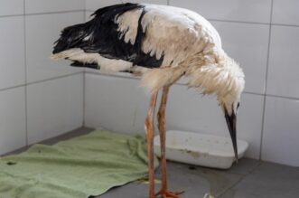Zoološki vrt u Osijeku spašava rode koje su ozlijeđene tijekom nevremena Zoološki vrt u Osijeku spašava rode koje su ozlijeđene tijekom nevremena