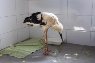 Zoološki vrt u Osijeku spašava rode koje su ozlijeđene tijekom nevremena Zoološki vrt u Osijeku spašava rode koje su ozlijeđene tijekom nevremena