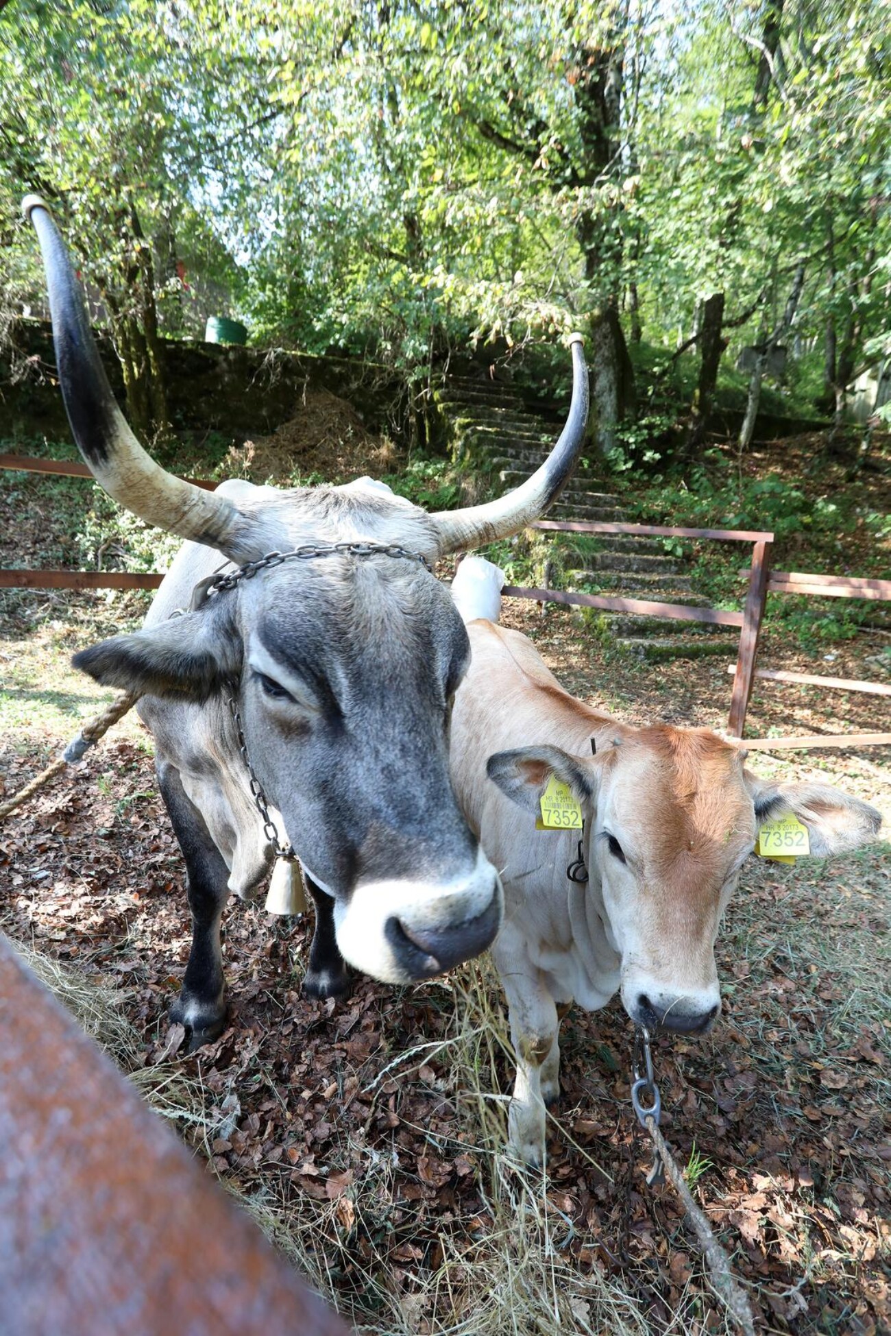 Učka: 16. Učkarski samanj u Parku prirode Učka