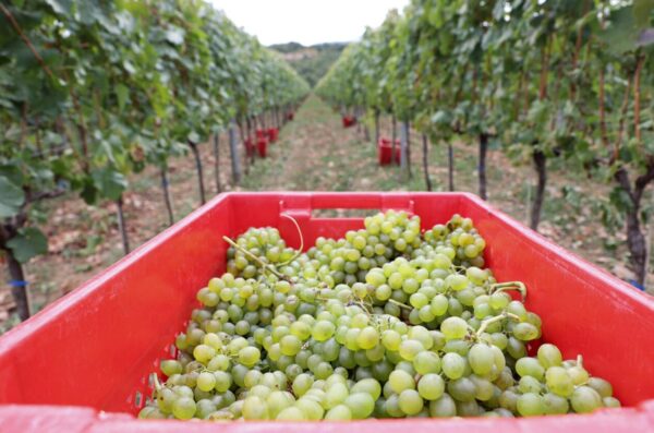 Imotski: Započela je berba grožđa u vinogradima Nikice Katića