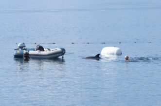 RIjeka: Plivač i ronioc kupaju se u društvu dupina RIjeka: Plivač i ronioc kupaju se u društvu dupina