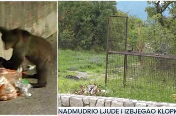 medo zamka novi rtl