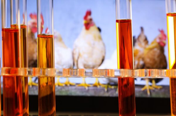Ilustracija, laboratorij za testiranje na H5N1
