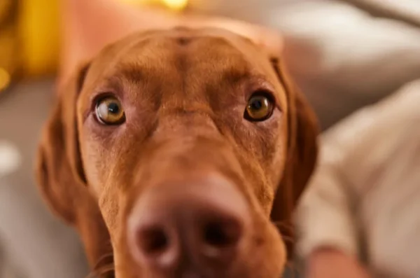 mađarska vizla