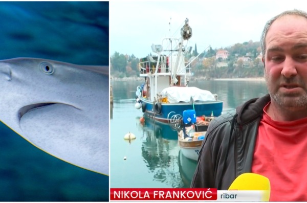 morski poas medveja